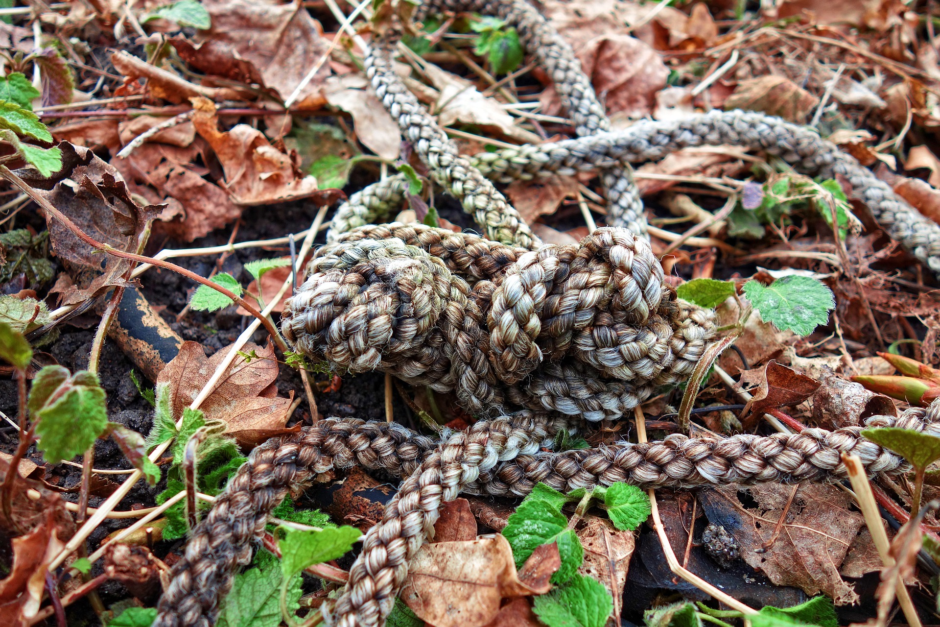 Hog Tied